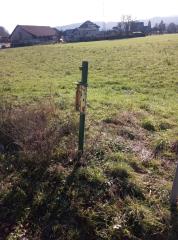 Pasji koš - Vikrče